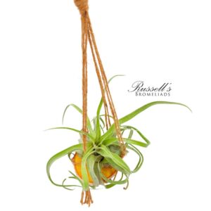 MACRAME HANGER WITH AIR PLANT, 18-INCH