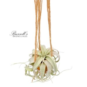 MACRAME HANGER WITH AIR PLANT, 36-INCH