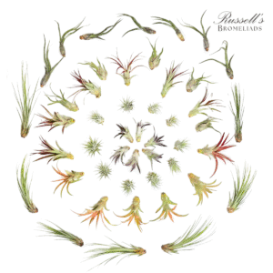 MEDIUM ASSORTMENT (47 PLANTS)