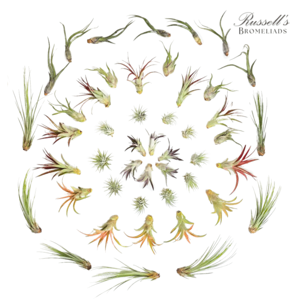 MEDIUM ASSORTMENT (47 PLANTS)