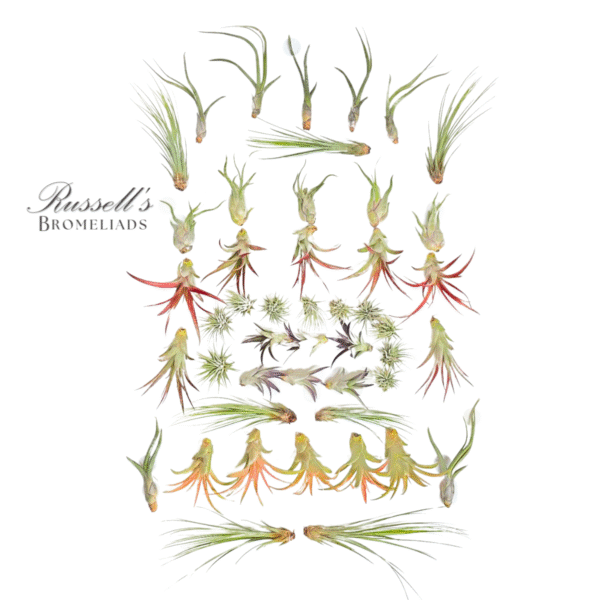 MEDIUM ASSORTMENT (47 PLANTS) - Image 2