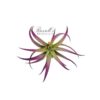 PLAGIOTROPICA, 3" - 5"