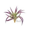 PLAGIOTROPICA, 3" - 5" - Image 4