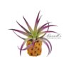 PLAGIOTROPICA, 3" - 5" - Image 3