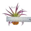 PLAGIOTROPICA, 3" - 5" - Image 2
