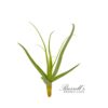 STREPTOCARPA, 4″ - 6″