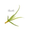STREPTOCARPA, 4″ - 6″ - Image 2