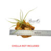 STREPTOCARPA, 4″ - 6″ - Image 4