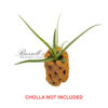 STREPTOCARPA, 4″ - 6″ - Image 3