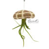 SEA URCHIN (HANGING) WITH AIR PLANT
