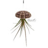 SEA URCHIN (HANGING) WITH AIR PLANT - Image 3