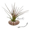 SEA URCHIN (HANGING) WITH AIR PLANT - Image 2