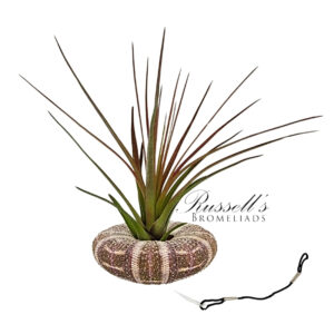 SEA URCHIN (HANGING) WITH AIR PLANT
