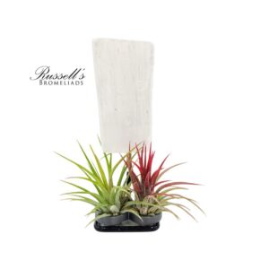 SELENITE GEMSTONE ON STAND WITH AIR PLANT