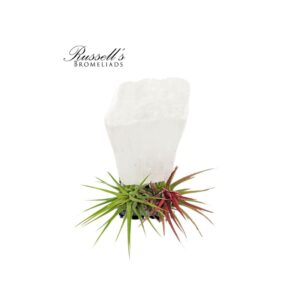 SELENITE GEMSTONE ON STAND WITH AIR PLANT