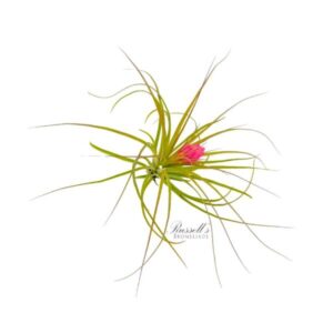 SOFT LEAF STRICTA (c.), 4