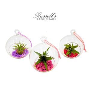 THEMED GLOBE TERRARIUM (LOVE MIX) WITH AIR PLANTS