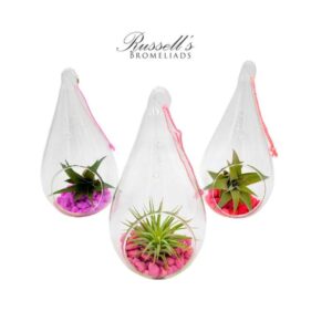 THEMED TEAR DROP TERRARIUM (LOVE MIX) WITH AIR PLANTS