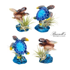 TURTLES ON BASE WITH AIR PLANTS