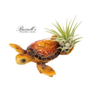 TURTLES WITH AIR PLANTS (MAGNET)