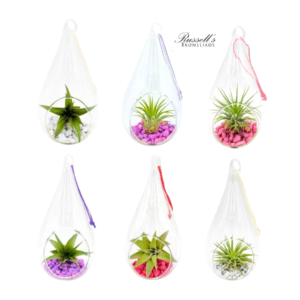 THEMED TEAR DROP TERRARIUM WITH AIR PLANTS