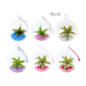 THEMED GLOBE TERRARIUM WITH AIR PLANTS