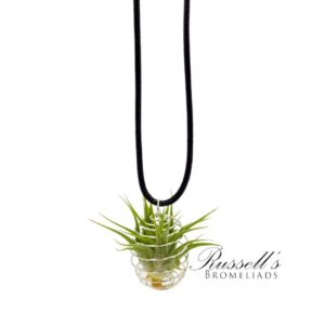 TILLY NECKLACE - W/ PLANT