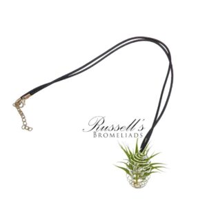 NECKLACE WITH TILLANDSIA