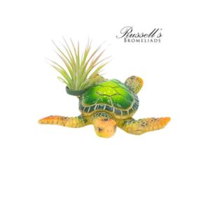 TURTLES WITH AIR PLANTS (4-PK)