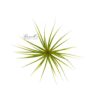 VERNICOSA, 3" - 5" (Removed 12/12/2014)