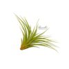 VERNICOSA, 3" - 5" (Removed 12/12/2014) - Image 2