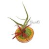 WOOD ARRANGEMENT WITH AIR PLANTS - Image 3