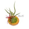 WOOD ARRANGEMENT WITH AIR PLANTS - Image 2