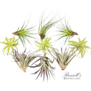 EXTRA LARGE ASSORTMENT (9 PLANTS)