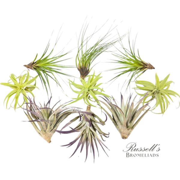 EXTRA LARGE ASSORTMENT (9 PLANTS)