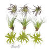 EXTRA LARGE ASSORTMENT (9 PLANTS) - Image 2