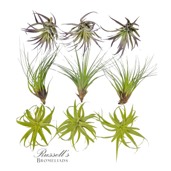 EXTRA LARGE ASSORTMENT (9 PLANTS) - Image 2