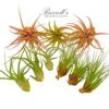 EXTRA LARGE ASSORTMENT (9 PLANTS) - Image 4