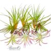 EXTRA LARGE ASSORTMENT (9 PLANTS) - Image 3