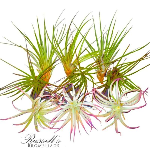 EXTRA LARGE ASSORTMENT (9 PLANTS) - Image 3