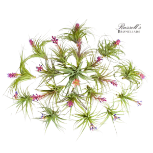 BLOOMING AIR PLANT ASSORTMENT (19 PLANTS)