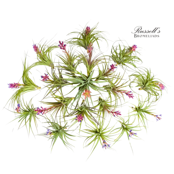 BLOOMING AIR PLANT ASSORTMENT (19 PLANTS)