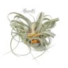 XEROGRAPHICA, 9"+ - Image 4