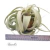 XEROGRAPHICA, 9"+ - Image 3