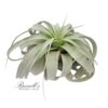 XEROGRAPHICA, 7" - 9" - Image 2