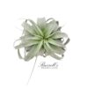 XEROGRAPHICA, 7" - 9"