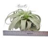 XEROGRAPHICA, 7" - 9" - Image 3