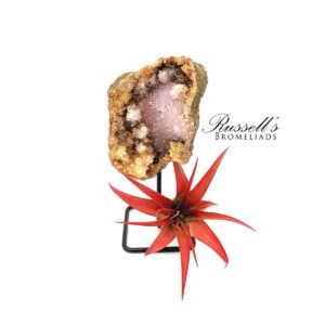 MEDIUM PINK AMETHYST STONE WITH AIR PLANT