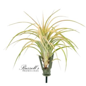 BOUQUET BOOSTER - GRIPPER™ WITH AIR PLANT