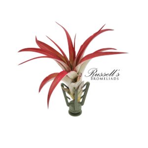 BOUQUET BOOSTER - GRIPPER™ WITH AIR PLANT